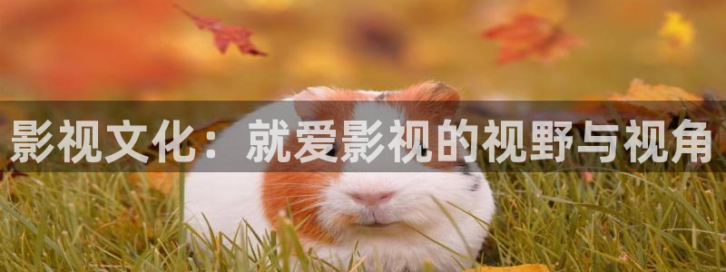 青丝影院官网剧情在线观看：影视文化：就爱影视的视野与视角